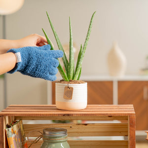 the aloe vera leaves are being cleaned by someone wearing blue colored textured garden gloves. the plant is in a two toned colored pot and is set in a brightly lit and modern living room. the plant is on a wooden shelf that is decorated with a book and a candle