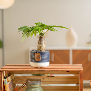 A Mini Money Tree plant sits on a light wooden shelf. The plant is in a cute blue and white ceramic decor pot. 