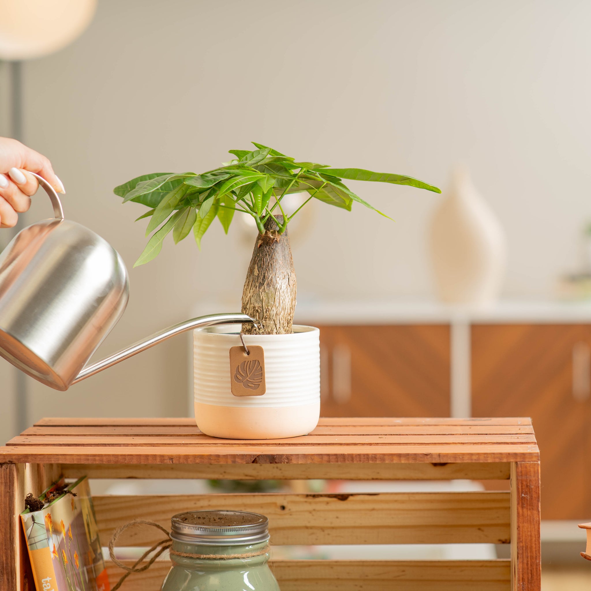 A Mini Money Tree plant sits on a light wooden shelf. A hand extends out to water the soil with a silver watering can. The plant is in a cute pink and white ceramic decor pot. 