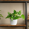 albo pothos in a white pot sitting stop of a wood and iron shelf in someones home