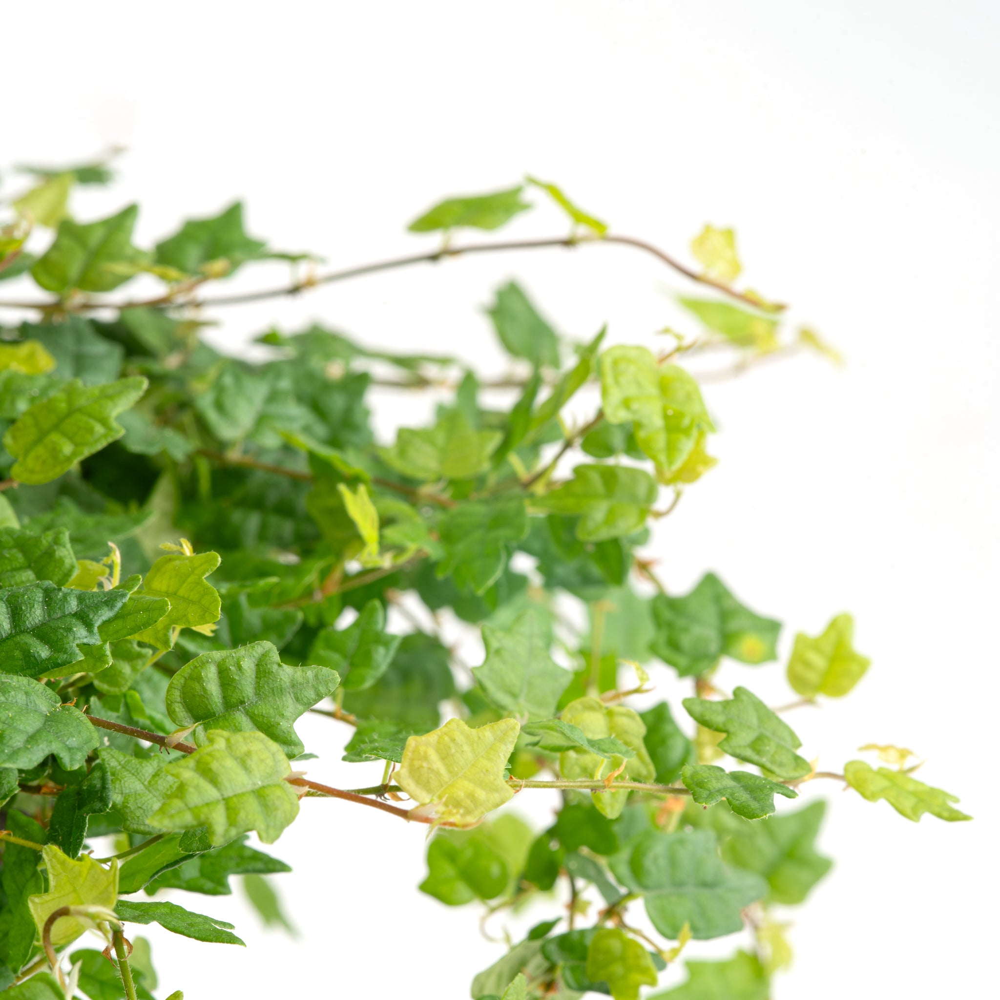 A close up shot of the foliage. 