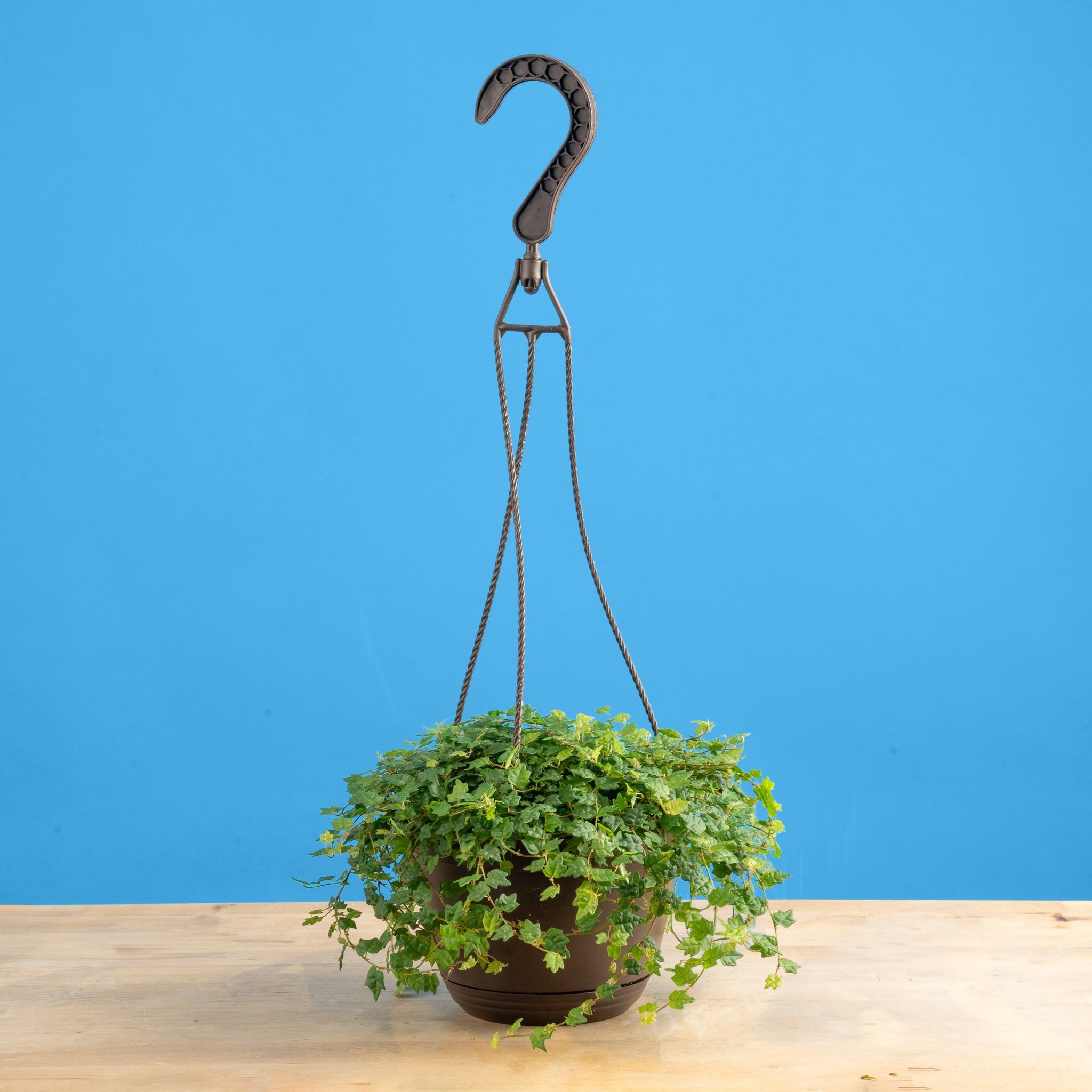 A Ficus String of Frogs plant sits on a light wooden table. The plant is in a black hanging grower's basket. The plant has small green leaves. 