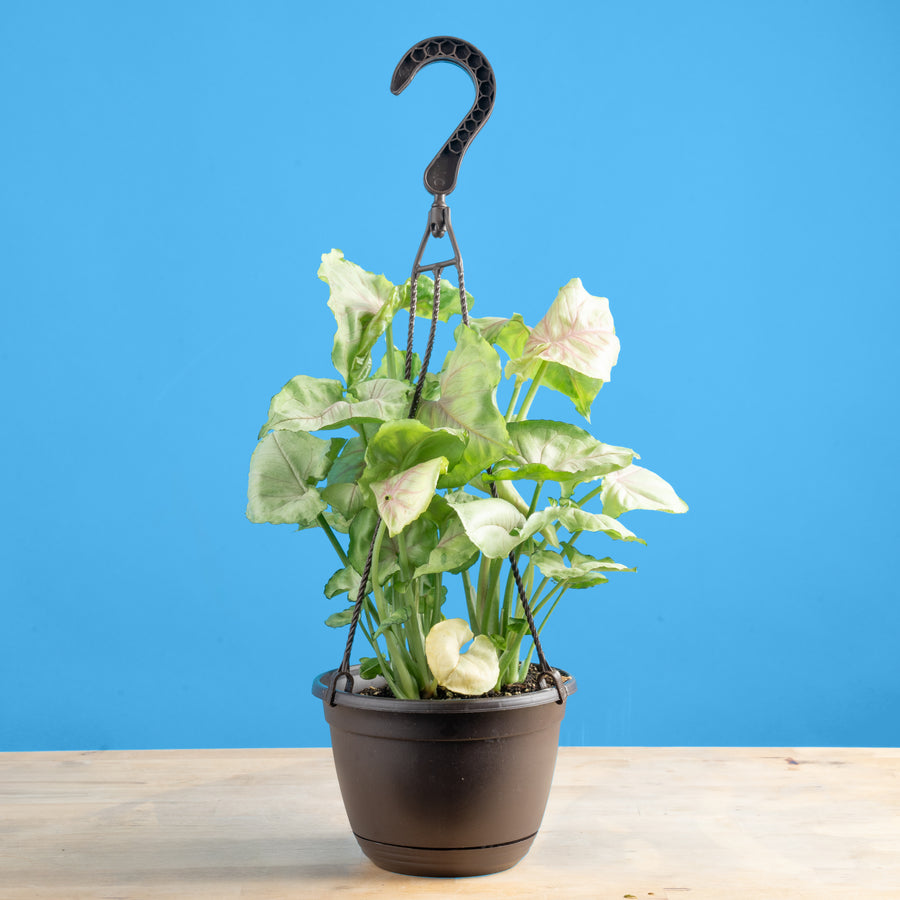 A Syngonium Roxana plant sits on a light wooden table. It is inside a black grower's hanging basket and the background is blue. The plant features light green & pink foliage. 