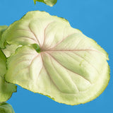 A detail shot of the Syngonium Roxana foliage.