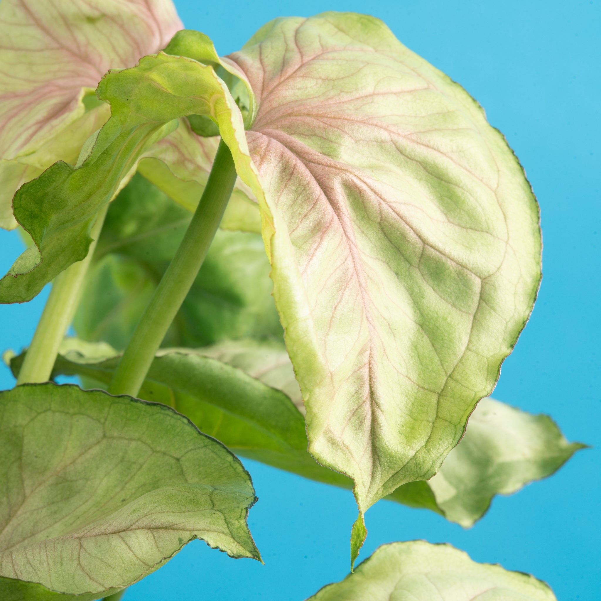 A detail shot of the Syngonium Roxana foliage.