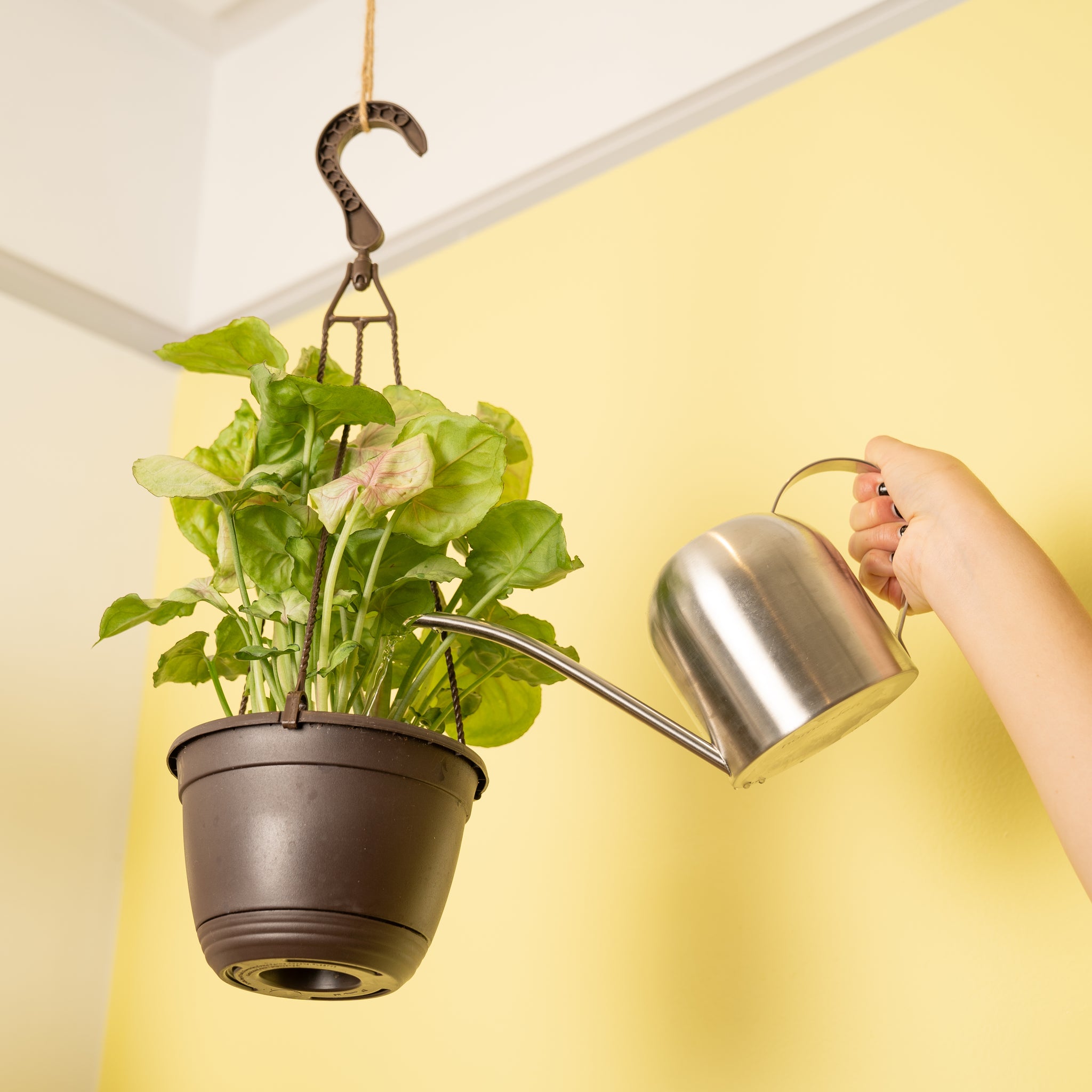 A Syngonium Roxana plant hangs from a ceiling in a hanging basket. A hand extends out to water the plant with a silver watering can. The background is a yellow wall and white ceiling. 