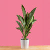 large dieffenbachia crocodile plant in 10in diameter white pot set against a bright pink background