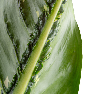 Dieffenbachia Crocodile | large  Costa Farms