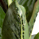 detailed view of the underside of dieffenbachia crocodile leaves, to see the interesting ridges formed under the leaves that looks like reptile skin