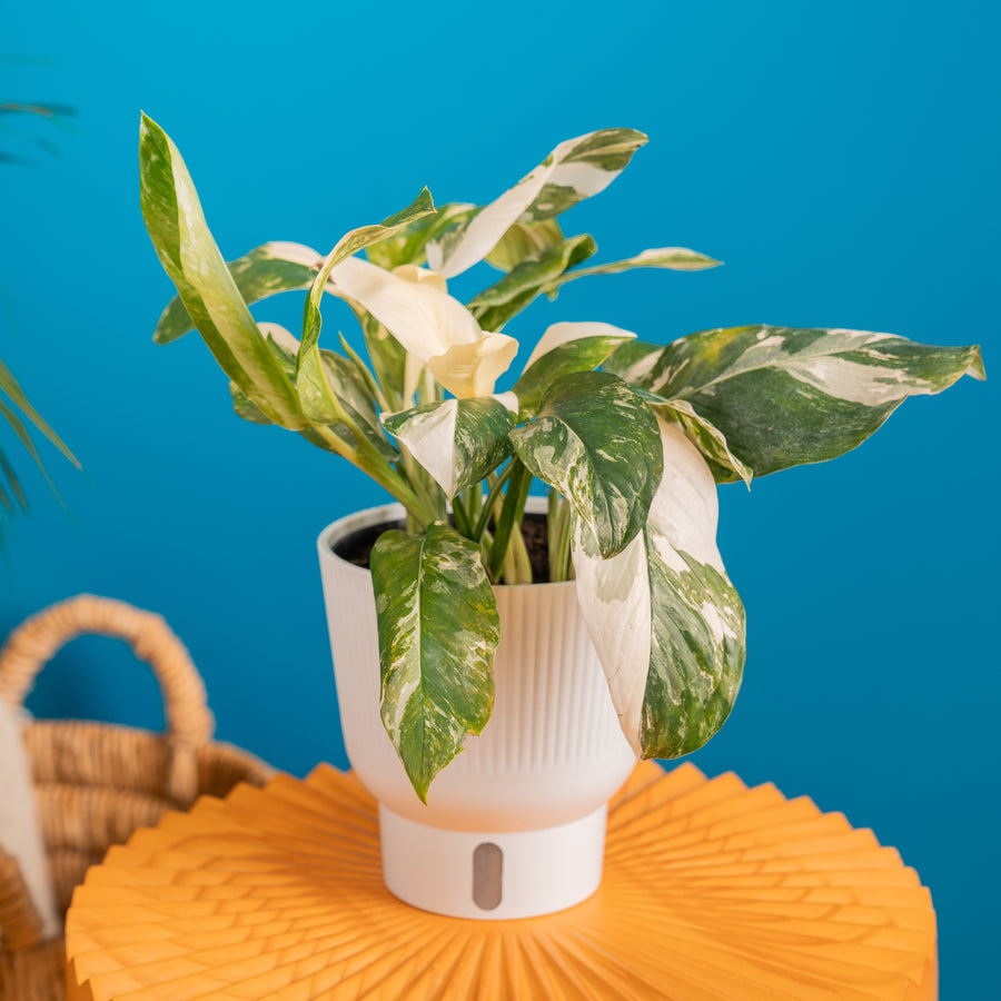 A Monstera Lechleriana Albo plant sits on a orange coffee table. The backdrop is a bright blue. 