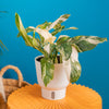 A Monstera Lechleriana Albo plant sits on a orange coffee table. The backdrop is a bright blue. 