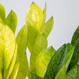 A close-up image of the Chameleon ZZ plant. The plant has stunning green and light green leaves showing an array of green shades.