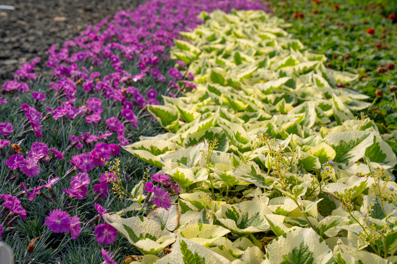 Perennials
