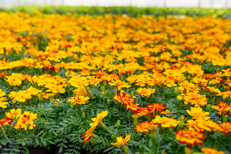 Annuals