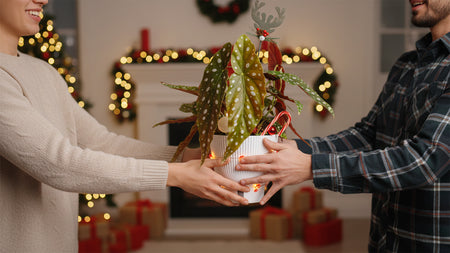 Up to 35% Off Our Plant Favorites!