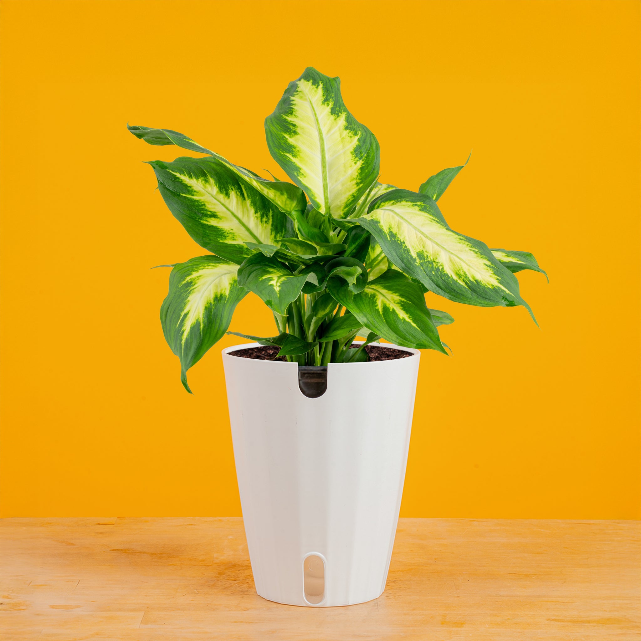 Dieffenbachia | medium – Costa Farms