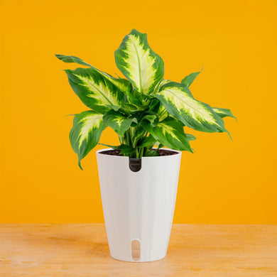 dieffenbachia idrocoltura Dieffenbachia