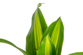 A closeup image of the Dracaena Golden Heart plant. The leaves are green with yellow stripes.