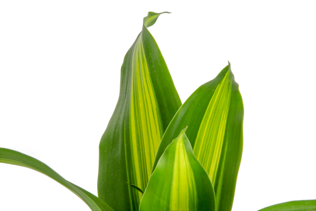 A closeup image of the Dracaena Golden Heart plant. The leaves are green with yellow stripes.