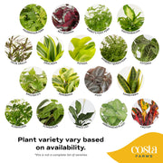 digital illustration showcasing all the varieties you MAY receive in your 3 pack, including: maidenhair fern, rex begonia, rabbits foot fern, diffenbachia, false aralia, dracaena, pothos, kimberly queen fern, fittonia, english ivy, peperomia, pilea, sansevieria, scheflera, scindapsus, peace lily, arrowhead plant, croton