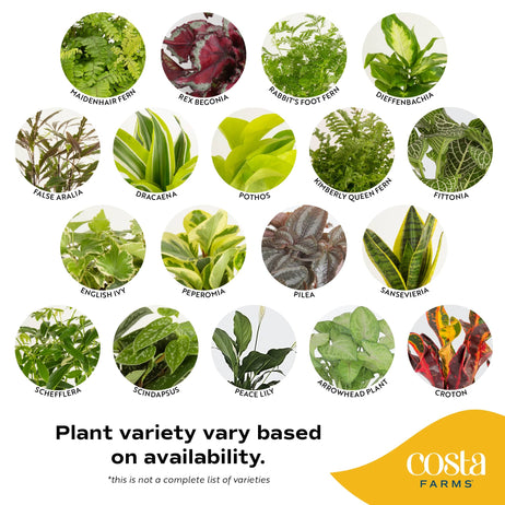 digital illustration showcasing all the varieties you MAY receive in your 3 pack, including: maidenhair fern, rex begonia, rabbits foot fern, diffenbachia, false aralia, dracaena, pothos, kimberly queen fern, fittonia, english ivy, peperomia, pilea, sansevieria, scheflera, scindapsus, peace lily, arrowhead plant, croton