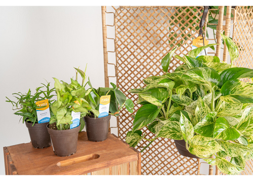Exotic Angel Plants