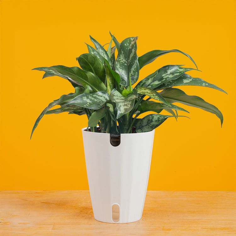 aglaonema assorted Emerald Beauty Aglaonema