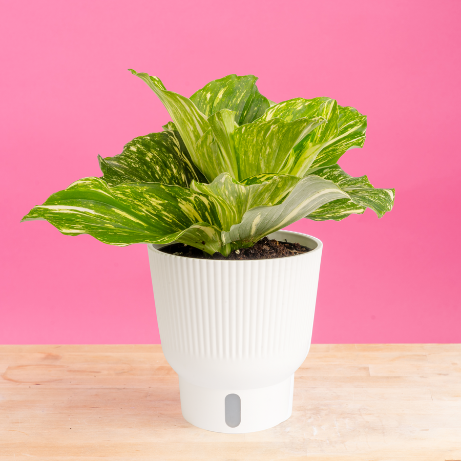 Variegated Kaempferia | medium