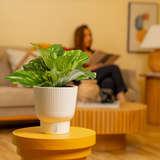 Variegated Kaempferia | medium