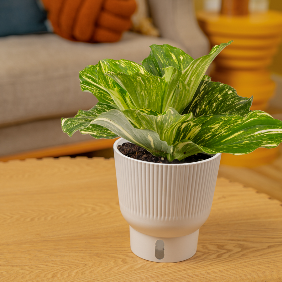 Variegated Kaempferia | medium