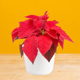 A red poinsettia plant sits on a light wooden table with a bright yellow backdrop.