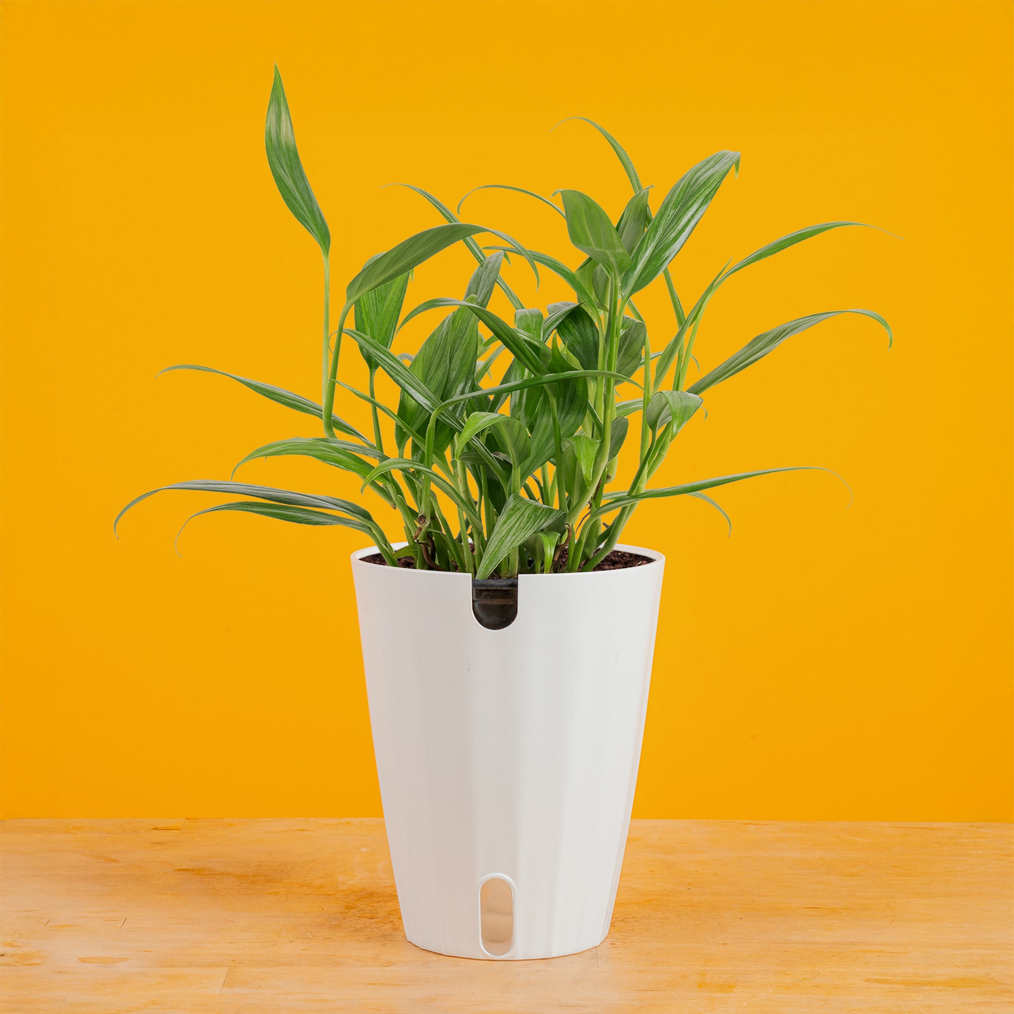 Epipremnum amplissimum