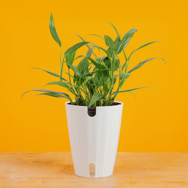 pothos amplissimum Epipremnum amplissimum