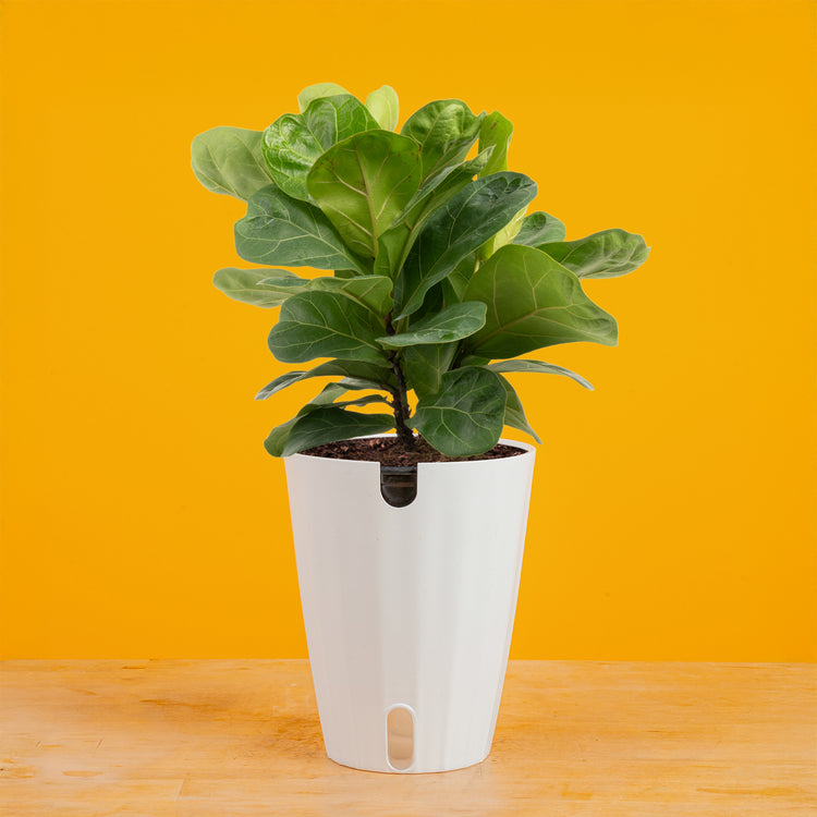 fiddle leaf fig low light Little Fiddle Leaf Fig