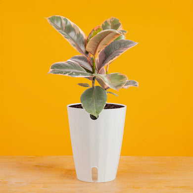 Ficus Ruby | medium  Costa Farms