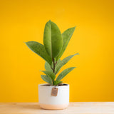 ficus shivereana plant in a two tone cream and white ceramic pot set against a bright yellow background