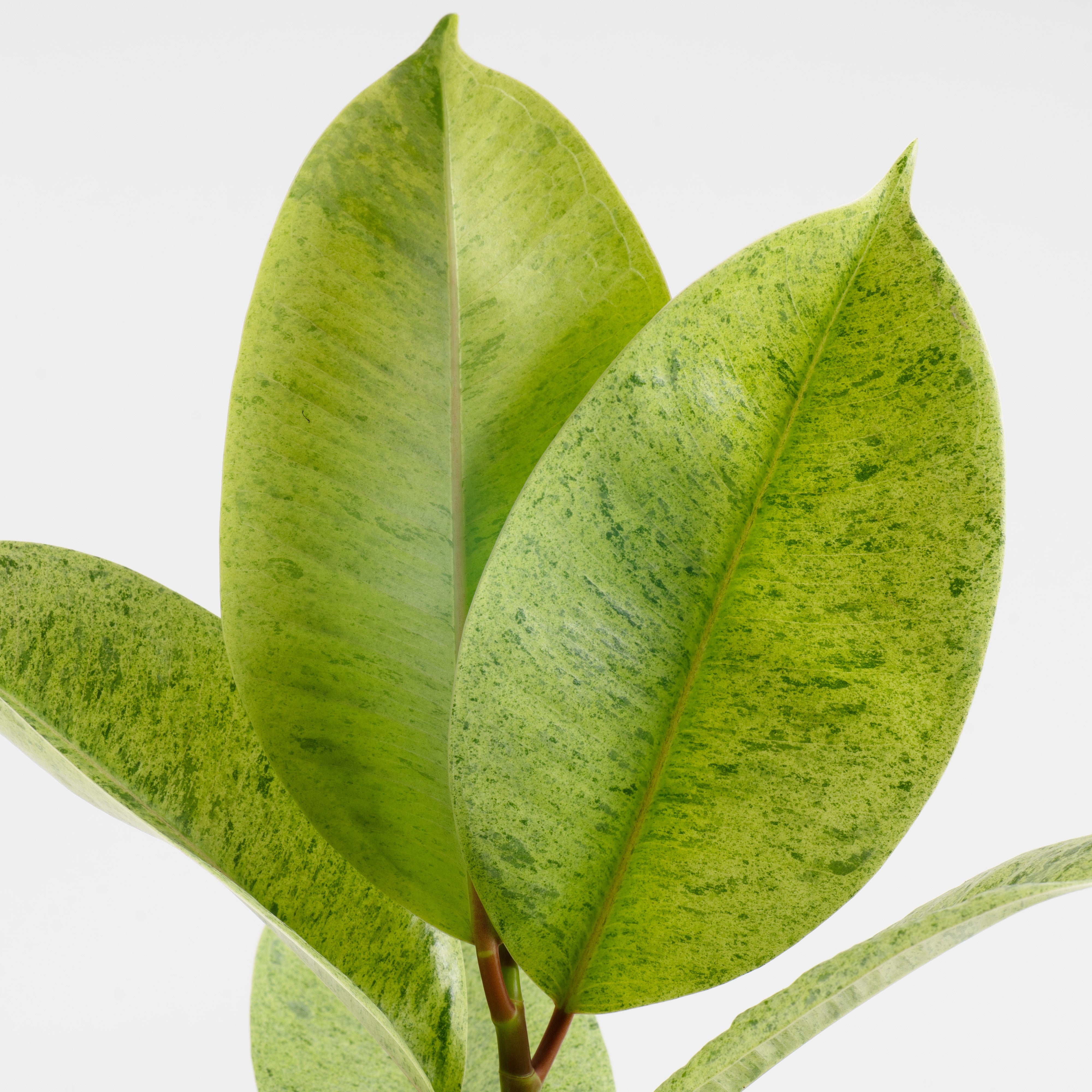 shivereana moonshine rubber tree Ficus Shivereana