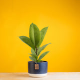 ficus shivereana plant in a two tone blue and white ceramic pot set against a bright yellow backgorund 