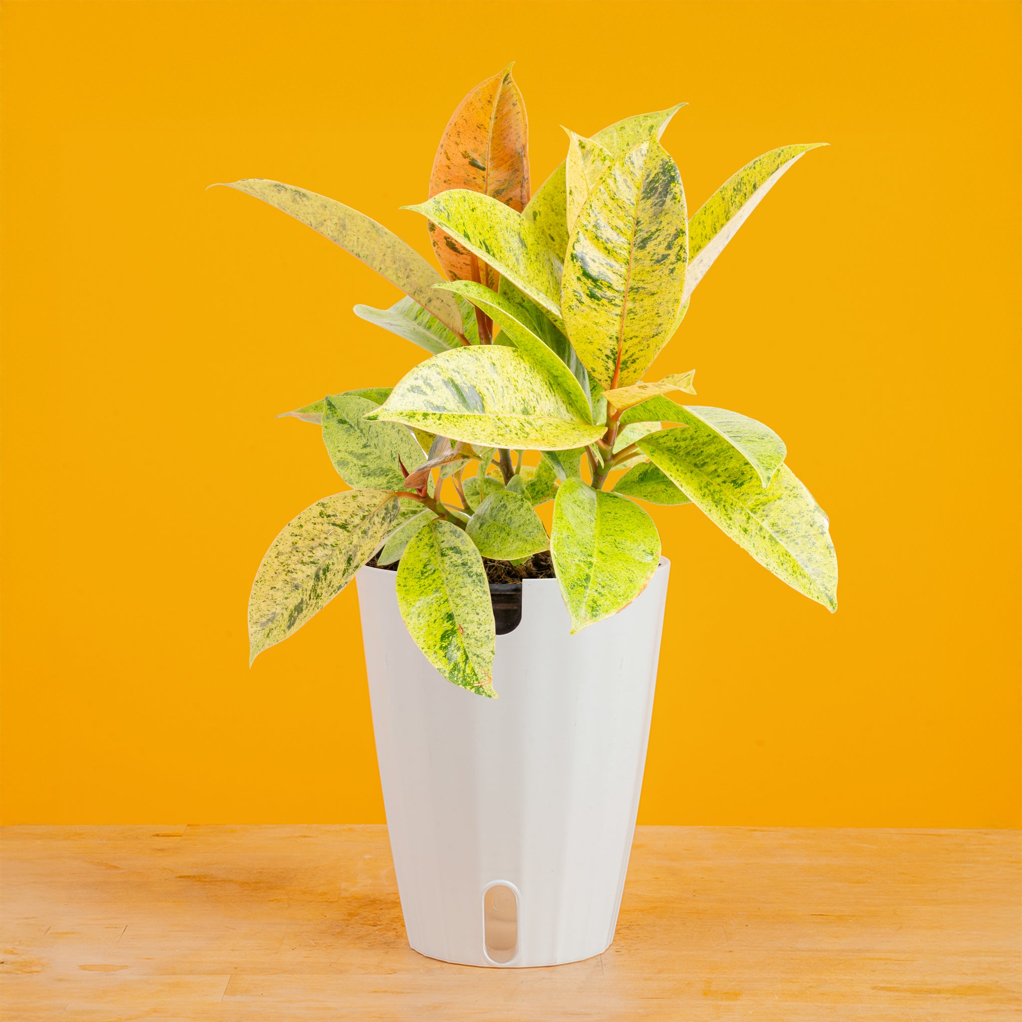 Ficus Shivereana