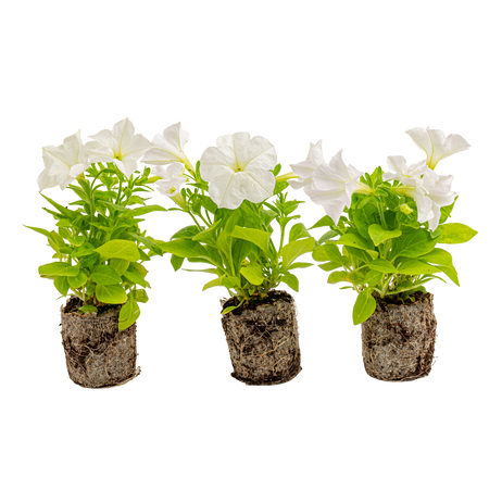 Firefly Petunia | Mini