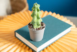 Fukuro Cactus | teacup