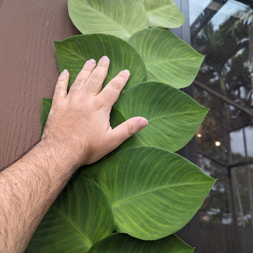 A large Shingle Plant growing up the side of a house, a hand is outstretched next to the leaves.