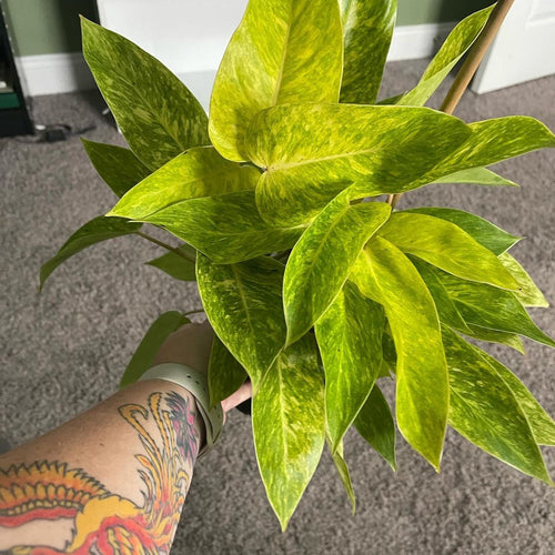 Arm reaching out holding medium sized Philodendron Painted Lady