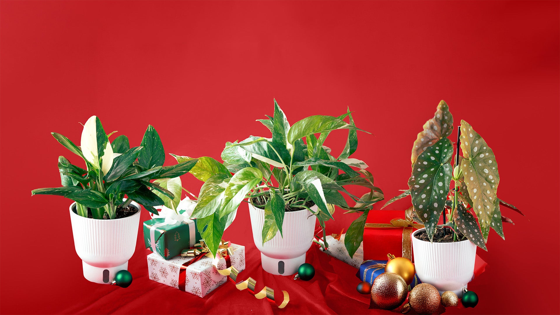 It's Our Trending Tropicals Holiday Sale!