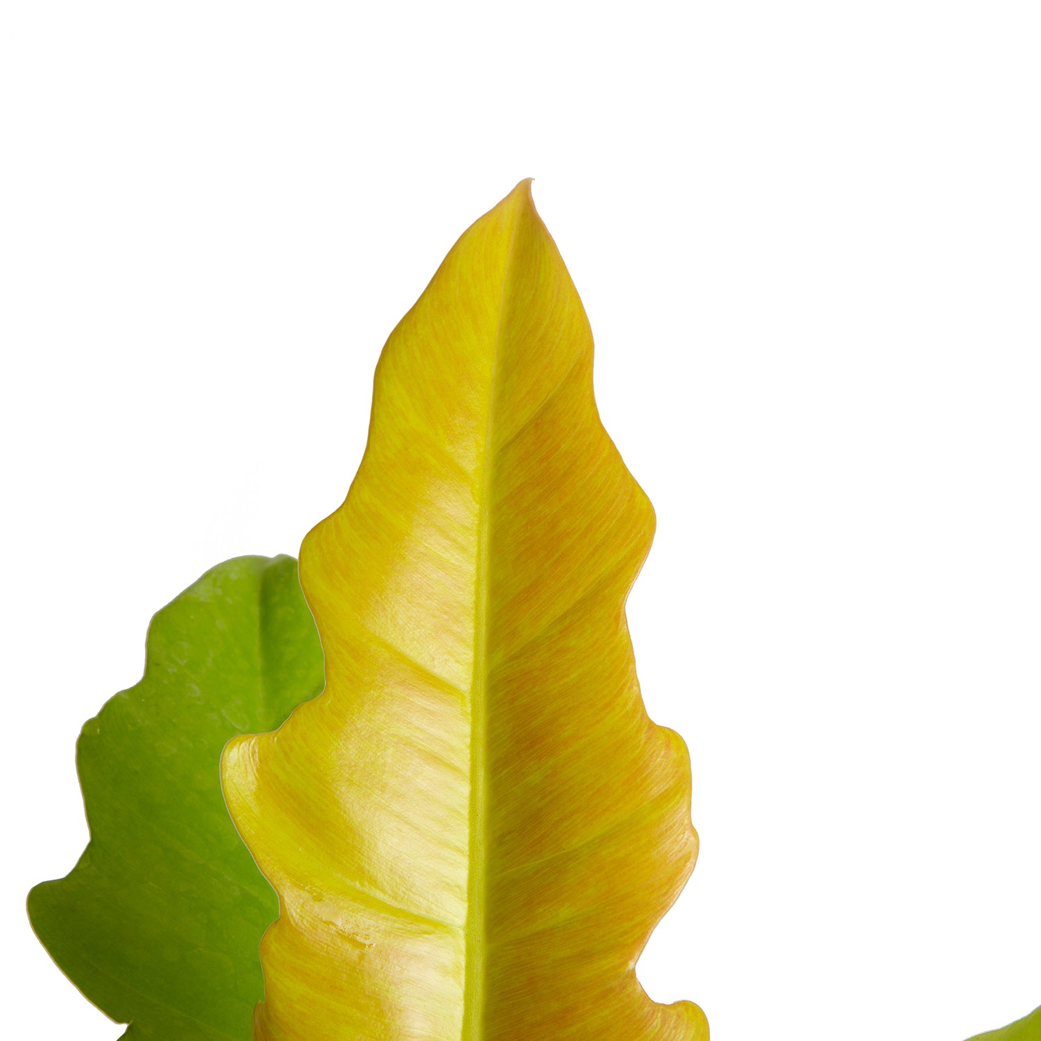 philodendron golden crocodile Philodendron Golden Crocodile