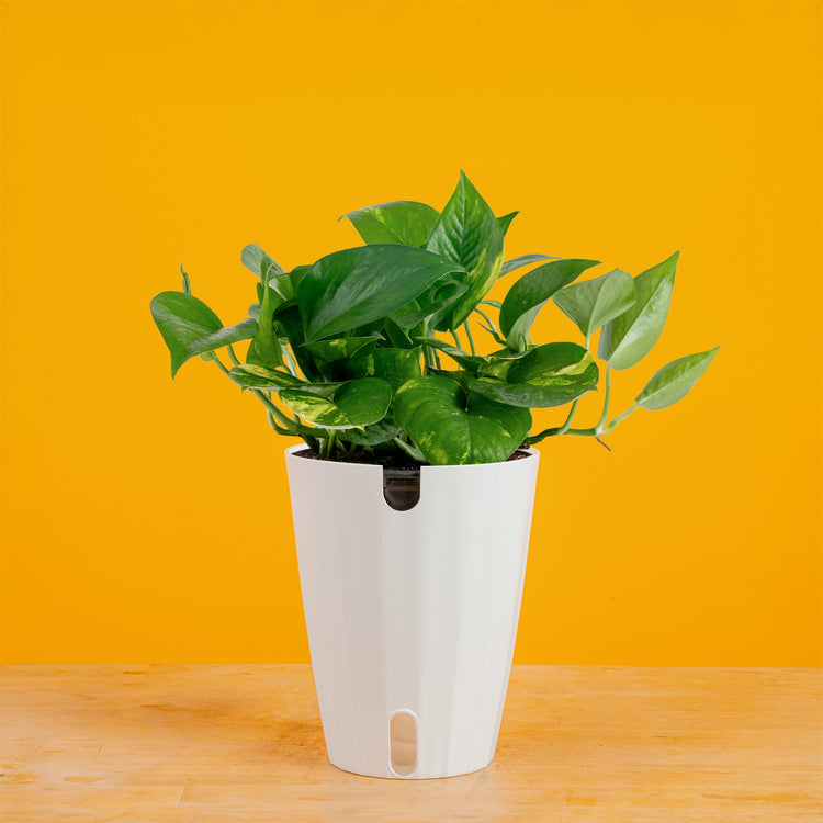 satin pothos pet friendly Golden Pothos