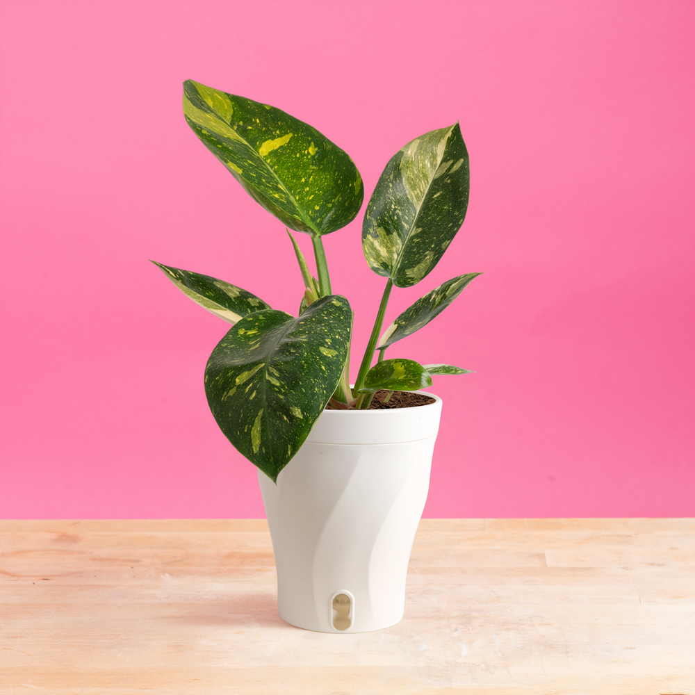 Philodendron Green Congo Variegated | medium – Costa Farms