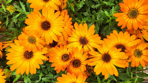 30-Year Gardener’s 8 Essential Outdoor Annual Plants
