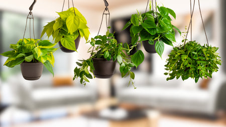 Our Largest Hanging Basket Drop Yet