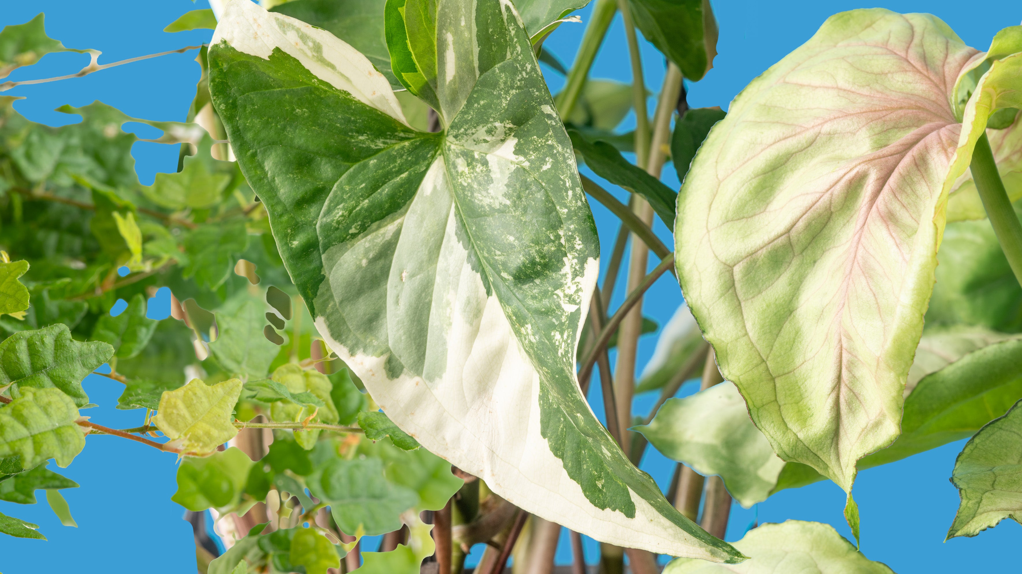 Syngonium Albo, Syngonium Roxana, & String of Frogs